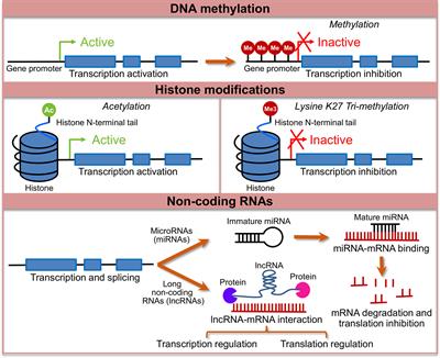 Epigenetic Mechanisms in Irritable Bowel Syndrome